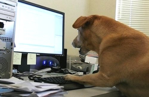 workinlikeadog.jpg