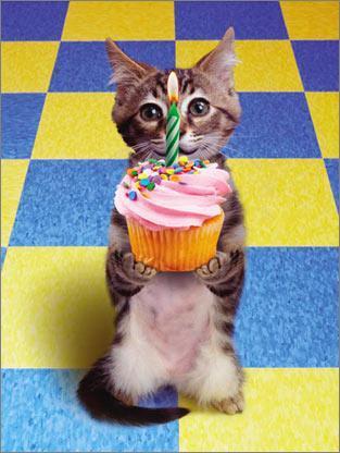 birthdaycat