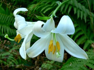 800px-lilium_candidum_1 800px-lilium_candidum_1