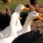 800px-ducks_and_poultry