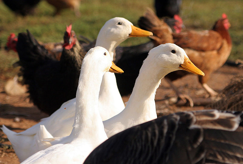 800px-ducks_and_poultry 800px-ducks_and_poultry