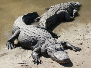 800px-two_american_alligators1