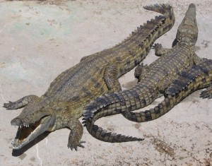 nilecrocodile