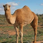 487px-07._Camel_Profile,_near_Silverton,_NSW,_07.07.2007