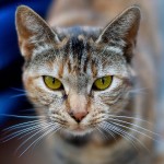 630px-Olhos_de_um_gato-3