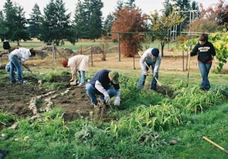 Community_garden