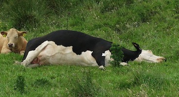 800px-Cow_lying_on_side