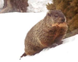 Emerged_from_hibernation_in_February,_groundhog_takes_leaves_to_line_the_burrow_nest_or_toilet_chamber_DSCN0900