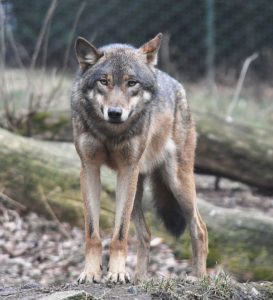 European_grey_wolf_in_Prague_zoo